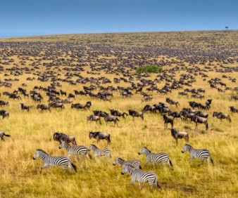 Zambia wildlife big five games and natural landscapes